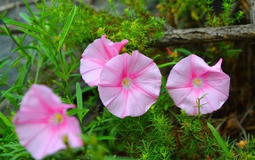 Розовые полевые цветы в зеленой траве