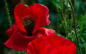 Цветок мака с красными лепестками крупным планом 
