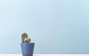 Колючий кактус в горшке на голубом фоне