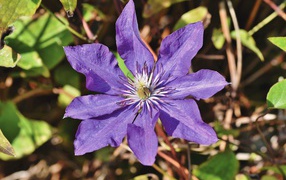 Фиолетовый цветок клематиса в лучах солнца 