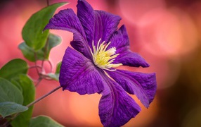 Фиолетовый цветок клематиса с зелеными листьями  крупным планом