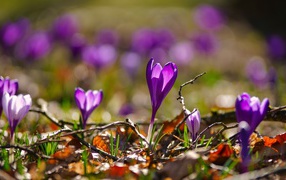 Фиолетовые крокусы в сухих листьях в лучах солнца