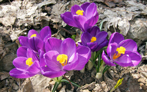 Фиолетовые крокусы в лучах солнца на земле 