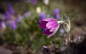 Фиолетовый цветок морозник в лучах солнца крупным планом