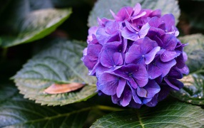 Фиолетовая гортензия в зеленых листьях 