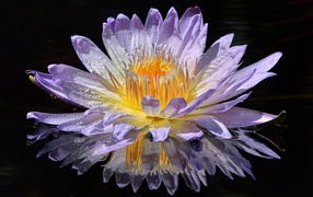 Фиолетовый цветок лотоса в лучах солнца в воде 