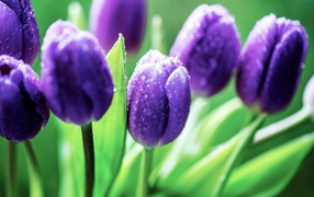 Фиолетовые тюльпаны в каплях розы утром