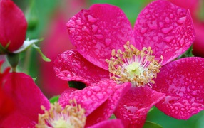 Красная распустившаяся роза в каплях росы