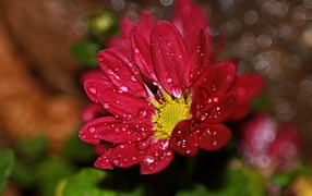 Красный цветок хризантемы в каплях воды 