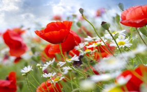 Красные полевые маки с белыми ромашками на поле 