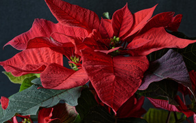 Красные цветы молочай в комнате