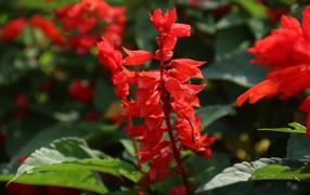 Красные садовые цветы сальвия крупным планом