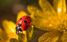 Красная божья коровка сидит на лепестках цветка