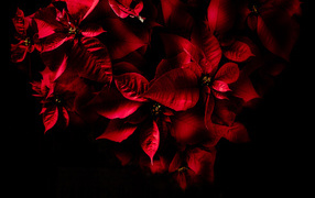 Красные листья комнатного молочая на черном фоне 