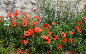 Красные маки в зеленой траве у стены 