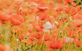 Красные маки на поле крупным планом