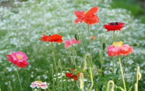 Красные маки с бутонами на зеленой поляне