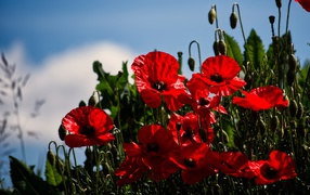 Красные маки с бутонами под голубым небом в лучах солнца