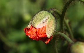 Бутон красного мака в лучах солнца