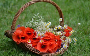 Красные цветы мака в корзине с полевыми ромашками 