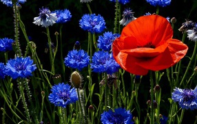 Красный мак на поле с голубыми васильками 