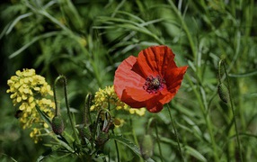 Красный мак с бутонами и полевой травой в лучах солнца