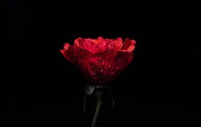 Красная роза в каплях росы на черном фоне