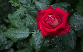Красная роза с зелеными листьями в каплях дождя 