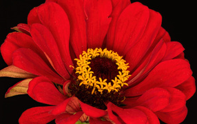Красный цветок цинния на черном фоне
