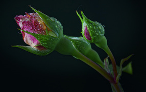 Бутоны розы в каплях воды на черном фоне