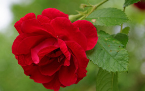 Алая роза с зелеными листьями крупным планом