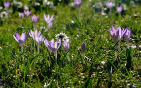 Маленькие сиреневые цветы крокуса на зеленой траве