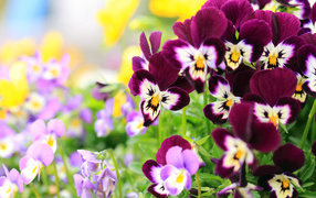 Маленькие цветы анютины глазки крупным планом 