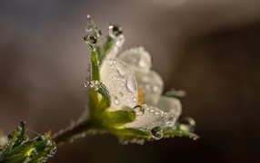 Маленький белый цветок в каплях роса крупным планом