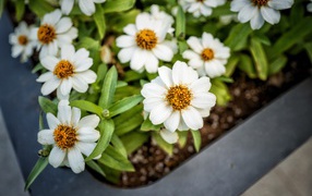 Маленькие белые цветы в кашпо на окне