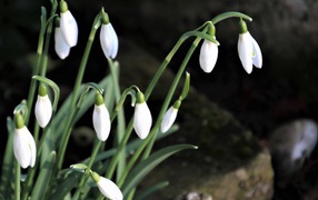 Маленькие белые весенние подснежники в лесу 