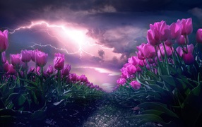 Грозовое небо с молнией над полем с тюльпанами