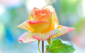 Нежная красивая роза с лепестками крупным планом