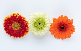 Три разноцветные герберы на белом фоне