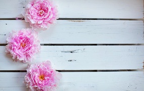 Три розовых пиона на деревянном столе 