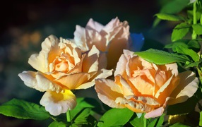 Три розовые розы в лучах солнца на клумбе 