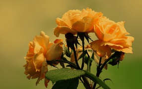 Три желтые розы в каплях дождя с зелеными листьями 