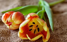 Два оранжевых тюльпана с зелеными лепестками на столе 