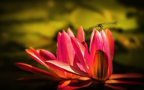 Два цветка розового лотоса со стрекозой 