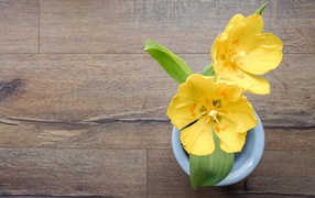 Два желтых тюльпана в вазе на деревянном столе 