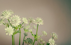 Белые цветы сельдерея на сером фоне