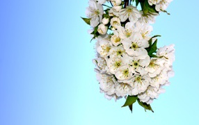 Белые цветы черешни с зелеными листьями на голубом фоне