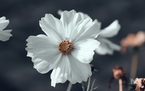 Белый цветок космеи с бутонами крупным планом 