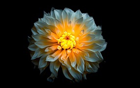 Белый цветок георгины с желтой серединкой на черном фоне