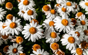 Белые ромашки с желтой серединкой крупным планом 